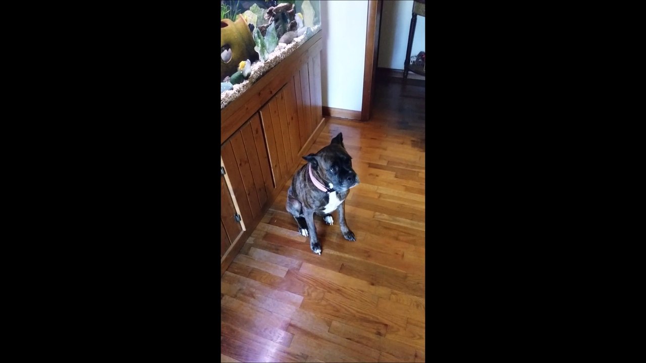Zoey, une chienne Boxer, ne peut s'empêcher de remuer son boule sur Wiggle