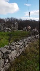 لن تصدق.. حمار ينهق بصوت أوبرالي قوي وجميل!