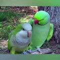 These parrots are so funny!! ❤