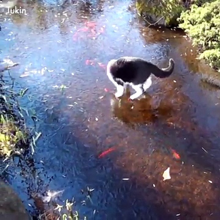 Not all cats are graceful!