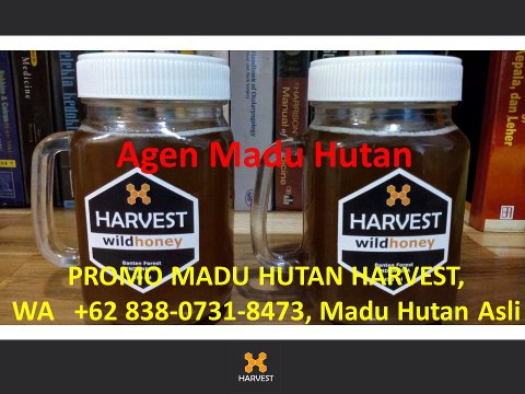 SALE MADU HUTAN HARVEST, WA +62 838-0731-8473, Khasiat Madu Hutan