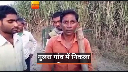 गुलरा गांव में तेंदुआ पकड़ने को लगाया खाली पिंजरा