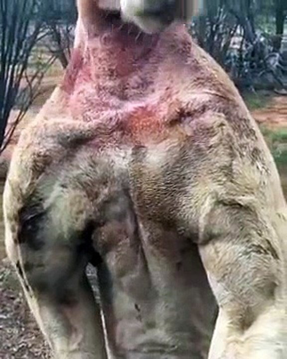Roger The Kangaroo Loves A Fight