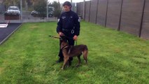 Loustick, le chien détecteur de drogues de la Police nationale du Havre