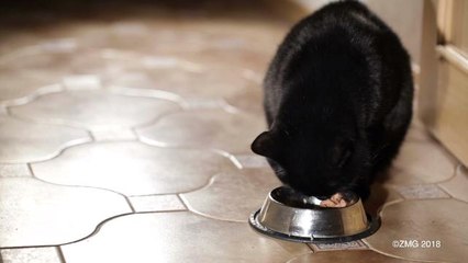 This is Why Your Pet Waits at the Food Bowl When it's Time to Eat