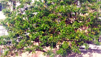 Visita inesperada de um tucano - A Toucan by an Air rewaeders flat in Brazil!