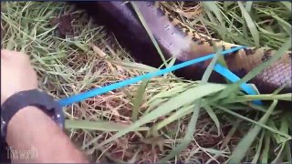 Des brésiliens capturent un anaconda énorme