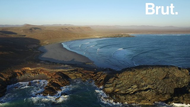 Cette créature des profondeurs a été observée pour la première fois en Antarctique