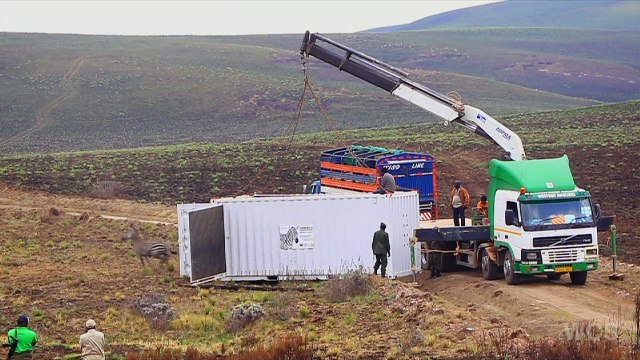 Conservationists in Tanzania reintroduce zebras to national park