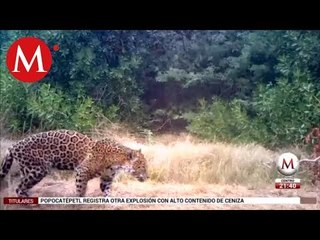 La plantación de Teca se vuelve refugio importante para el Jaguar