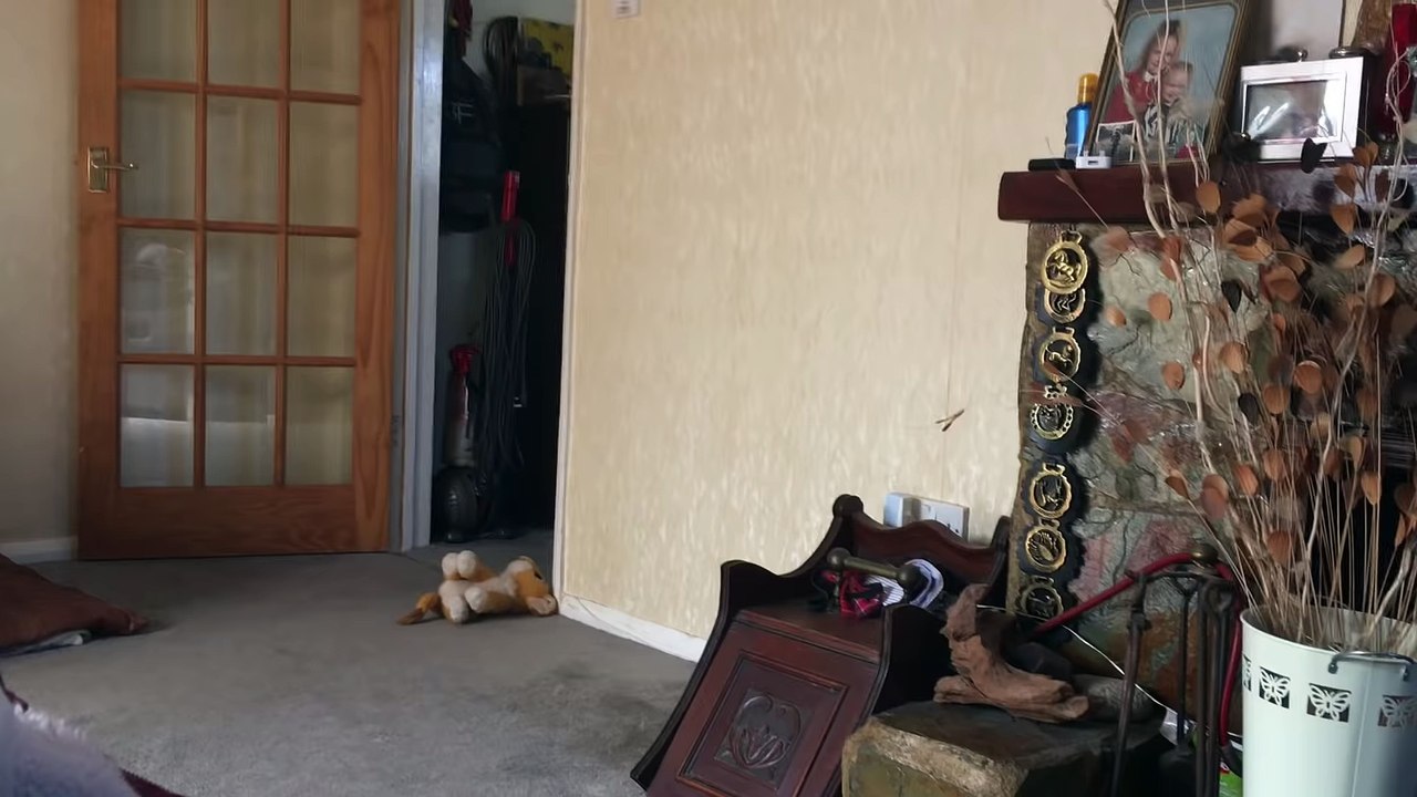 Husky Came, Husky SANG, Husky Left! - Dramatic Dog!