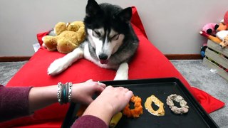 What Food Will My Husky Choose