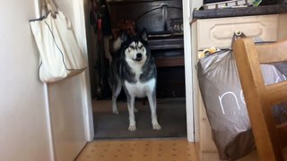 Husky Won't Look At Me Because I Said No More Biscuits! - YouTube