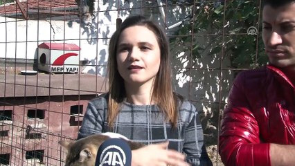 Cumhuriyet coşkusu sokak hayvanlarını da kucaklayacak - EDİRNE