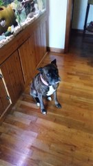 Un chien bouge son boule en musique