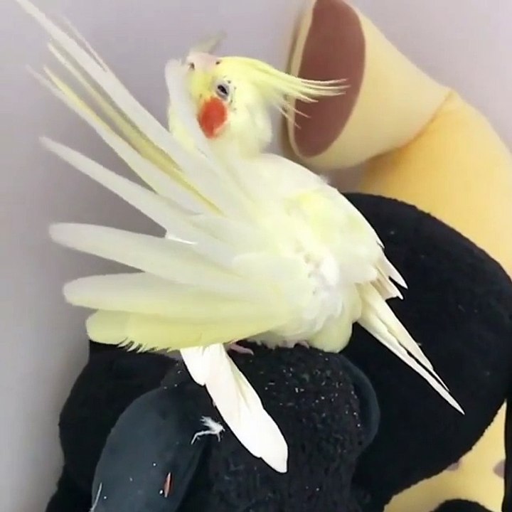 ready bird shows off his feather