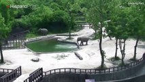 Vea como estos dos elefantes salvaron a su cría de morir ahogada en una piscina