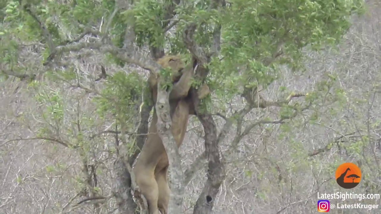 Un lion vient voler la proie d'un léopard... La loi de la jungle