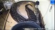 Ce python géant est en train de muer : impressionnant
