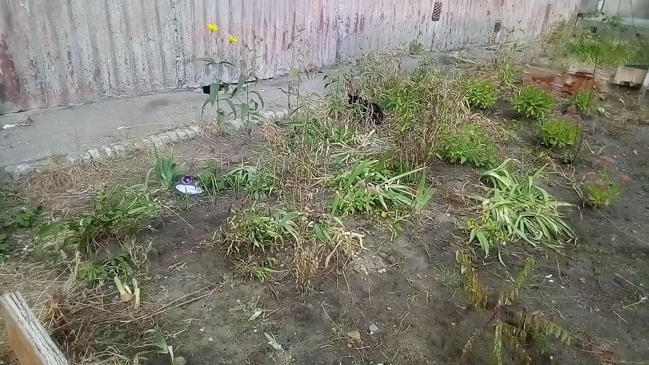 Kittens with mom from the basement, they are waiting for a bowl of food [Cat life on the street]