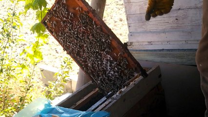 Çift Analı Kovan Yapımı Basit