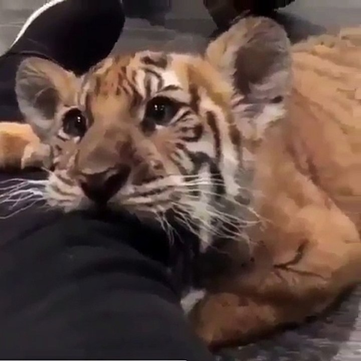 calm tiger sitting next to owner