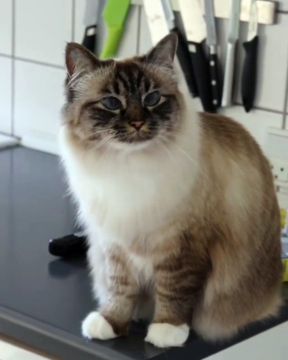 cat calling up for her kids