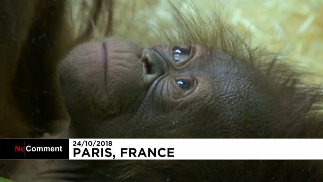 Willkommen java: borneo-orang-utan-baby in paris geboren