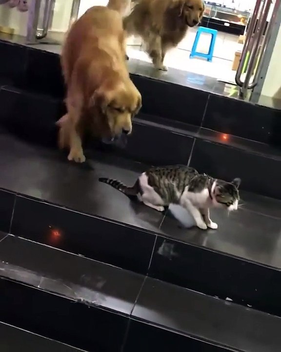 2 cats fight over some food and dogy comes in