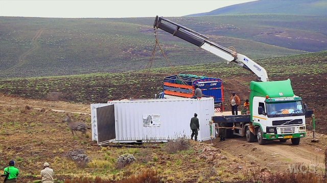 Tanzanie: des zèbres réintroduits au parc national de Kitulo