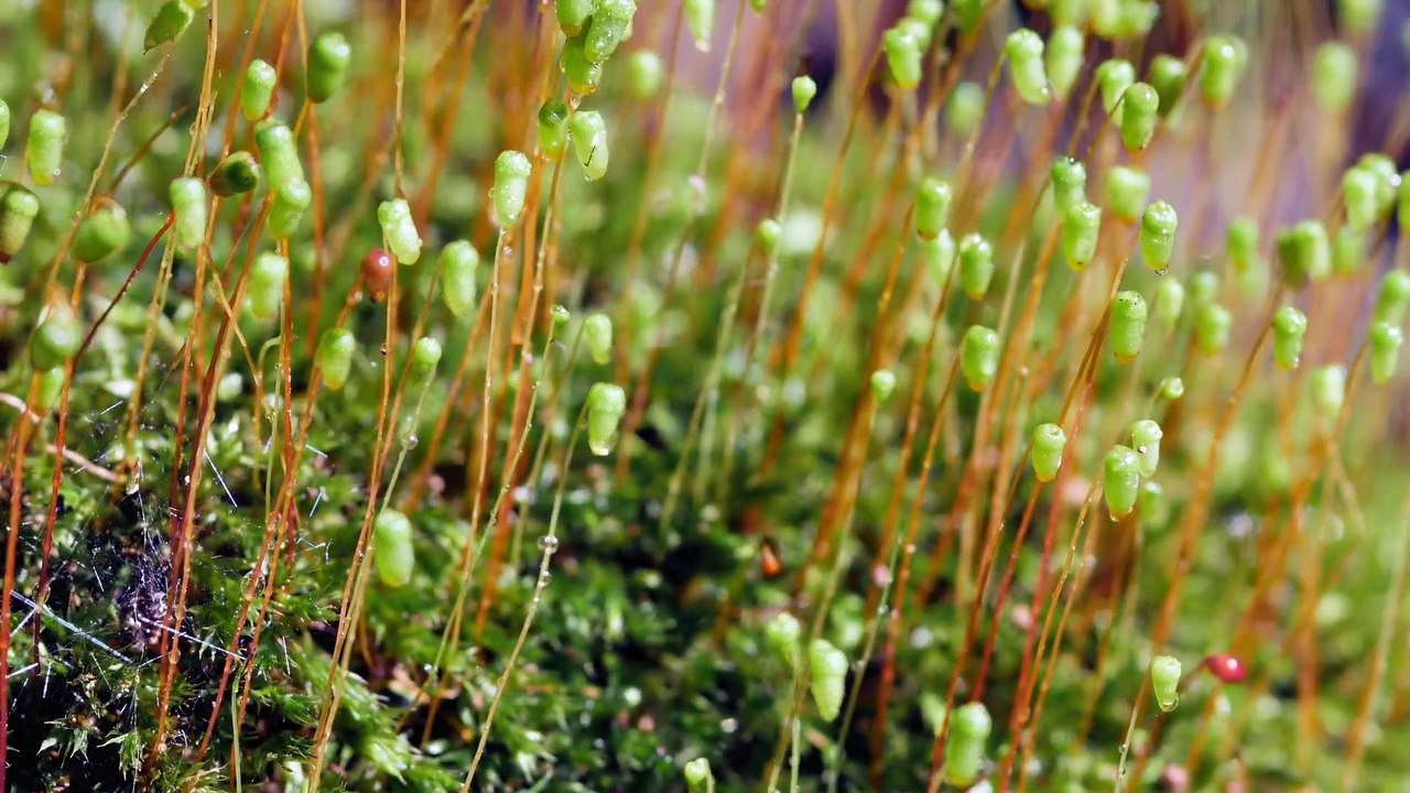 Mysteries of the Mekong Series 1 Part 05 Thailand Natures Crossroads