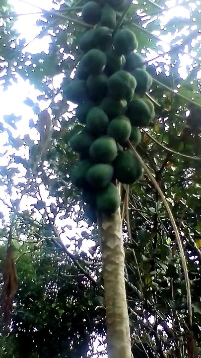 Papaya tree in their front yard & coconut tree!