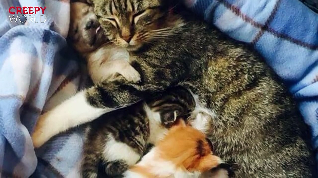 He Was Found On The Street At 5 Days Old. When You See His New “Mom,” You’ll Be All Smiles!