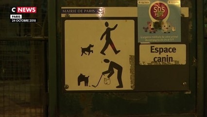 Paris : plus de place pour la promenade des chiens