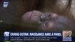 Voici Java, le bébé orang-outan né il y a une semaine au Jardin des plantes à Paris