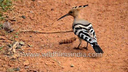 Hoopoe investigates new caterpillar on the block - is it edible