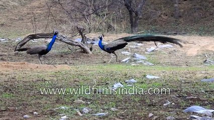 Peafowl fight territorially in Rajasthan