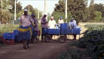 Italien: Ausbeutung in der Landwirtschaft | DW Deutsch