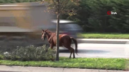 İpini Koparan Atlar Trafikte Tehlike Saçtı