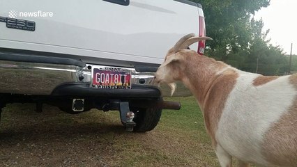 Goat repeatedly headbutts Ford after noticing reflection on mirrored surface