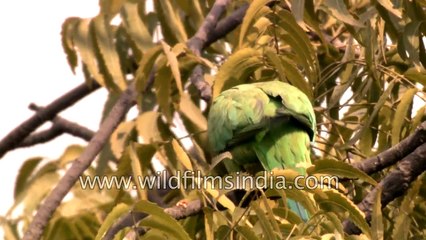 Berry feast - Indian Ringneck Parakeet and Green Pigeon