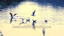 Birds in Yamuna - slow motion