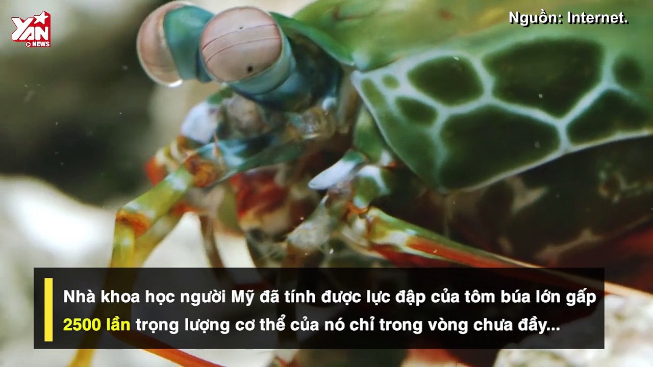 Chuyên đề: Thiên Nhiên Cận Cảnh: 3 “võ sĩ” cực nhanh và có sức công phá mạnh khủng khiếp nhất thế giới động vật