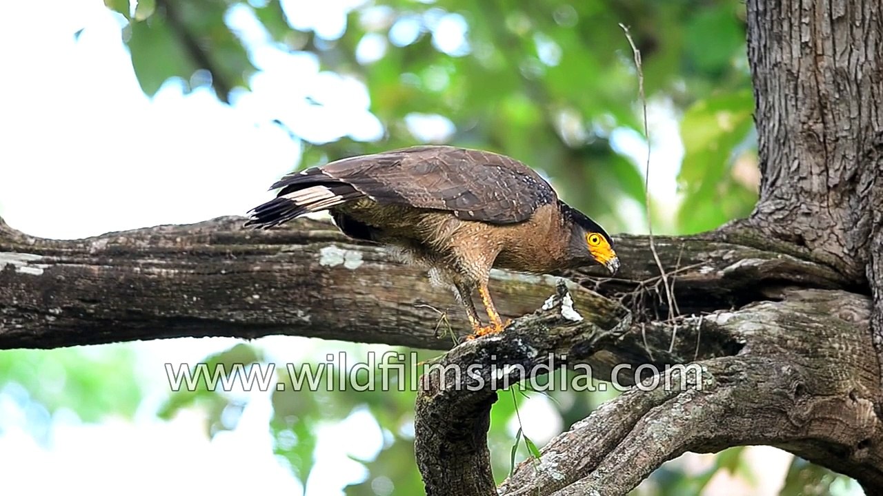 Crested Serpent Eagle has a retractable crest atop its head - one hell of a predator