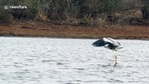 Go with the flow: Bird surfs across dam on hippo's back