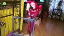 Funny Parrots Dancing Crazy Parrots Talking  [Epic Laughs]