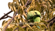 Berry feast - Indian Ringneck Parakeet and Green Pigeon