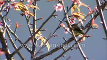 Fire-tailed Sunbird both male and female