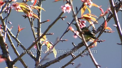 Fire-tailed Sunbird both male and female