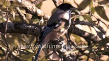 Landour forest and its enchanted birds